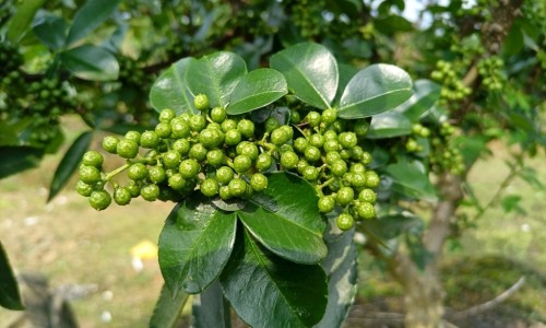 胖大海和菊花泡水喝的功效-专业胖大海与菊花茶的功效平台-胖大海与菊花茶的功效